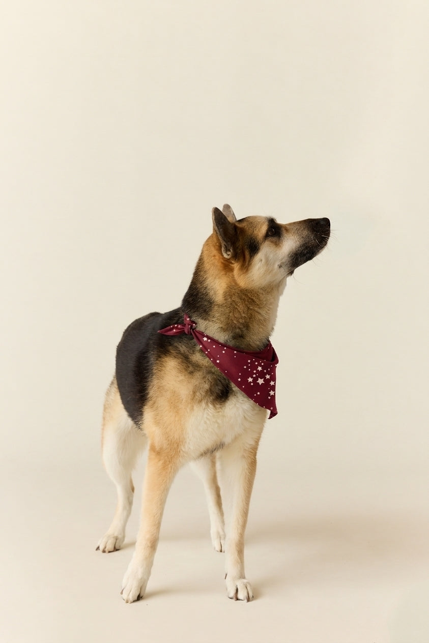 Pet Bandana Cloud Jersey in Ruby Stars