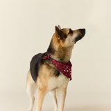 Pet Bandana Cloud Jersey in Ruby Stars